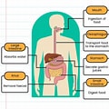 How Does the Digestive System Work?